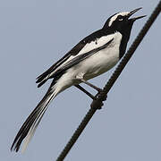 White-browed Wagtail