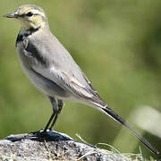 White Wagtail (lugens)