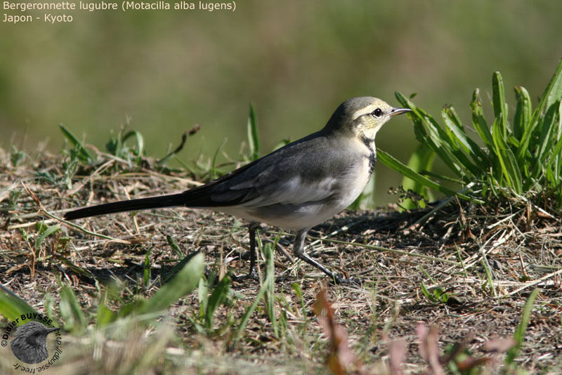 White Wagtail (lugens)