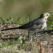 White Wagtail (lugens)