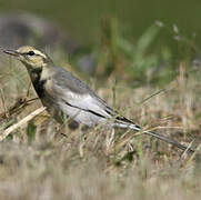 White Wagtail (lugens)