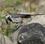 White Wagtail (lugens)