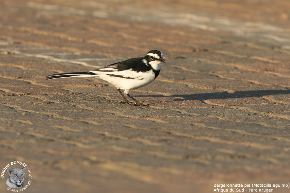 African Pied Wagtail