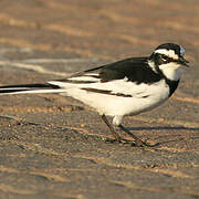 African Pied Wagtail