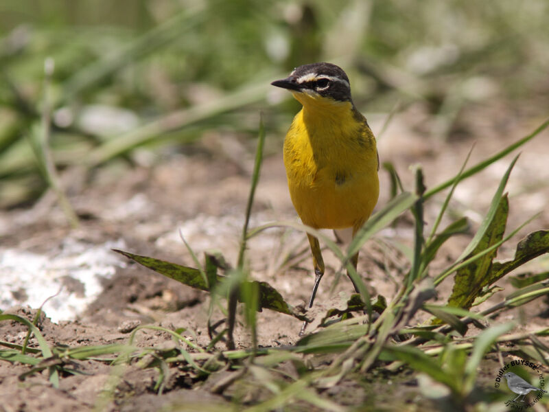 Western Yellow Wagtailadult, identification