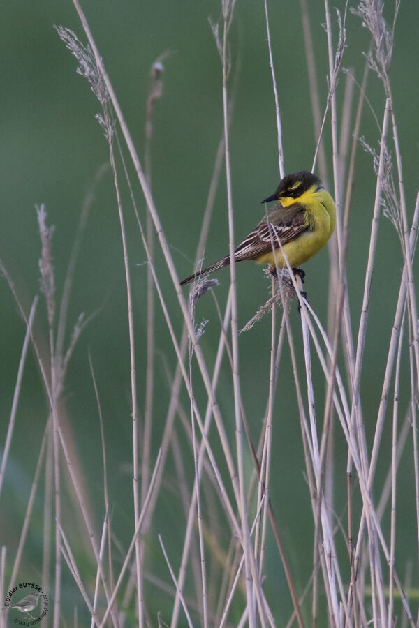 Western Yellow Wagtail