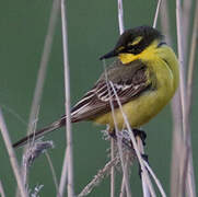 Western Yellow Wagtail