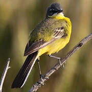 Western Yellow Wagtail