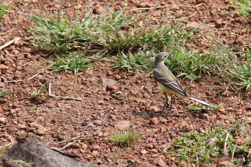 Bergeronnette printanièreadulte, identification