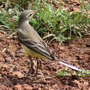 Western Yellow Wagtail