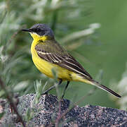 Western Yellow Wagtail