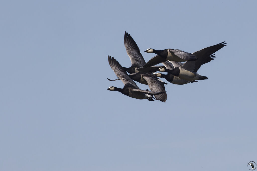 Barnacle Gooseadult, Flight