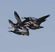 Barnacle Goose