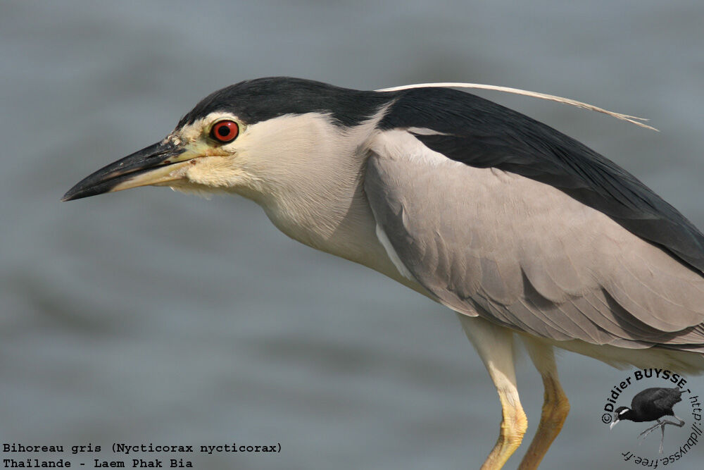 Black-crowned Night Heronadult breeding