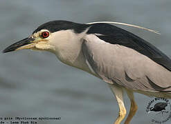 Black-crowned Night Heron