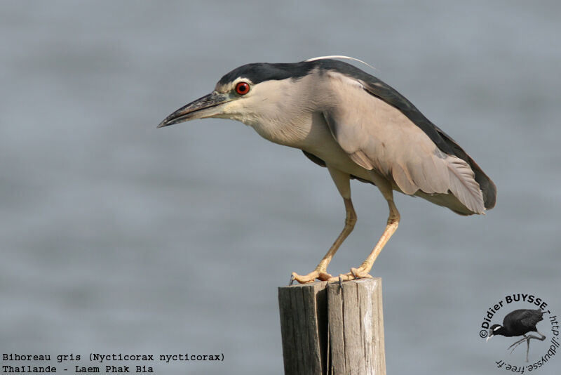 Black-crowned Night Heronadult breeding