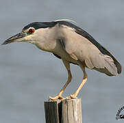 Black-crowned Night Heron