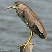 Black-crowned Night Heron