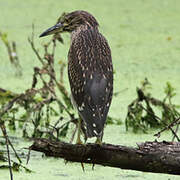 Black-crowned Night Heron