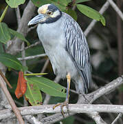 Yellow-crowned Night Heron