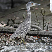 Yellow-crowned Night Heron