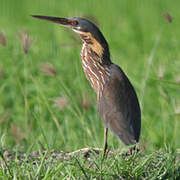 Black Bittern