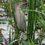 Yellow Bittern