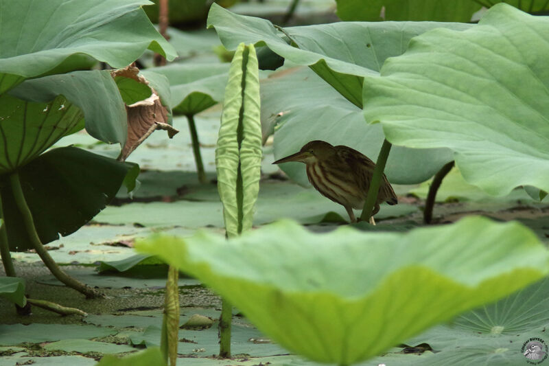 Blongios de Chineimmature, identification