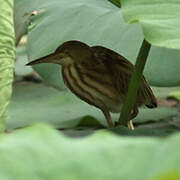 Yellow Bittern