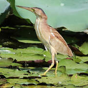 Yellow Bittern