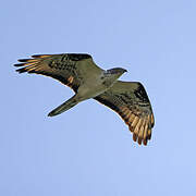 European Honey Buzzard