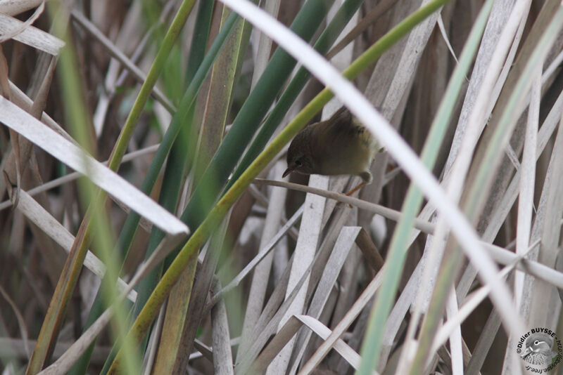 Brown-flanked Bush Warbleradult, identification