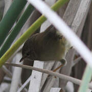 Brown-flanked Bush Warbler