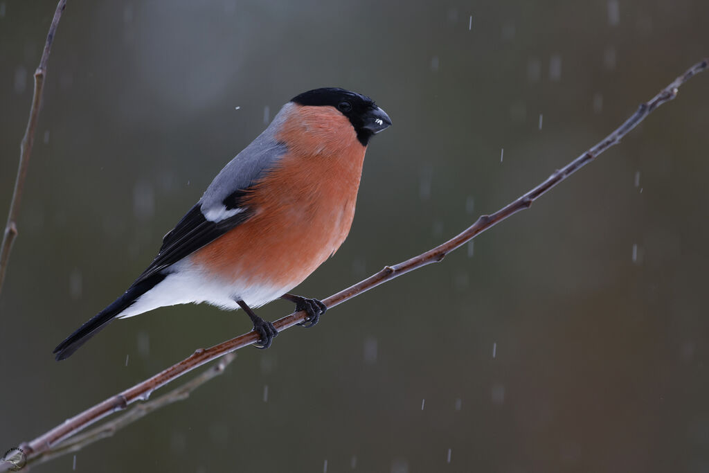 Eurasian Bullfinch male adult