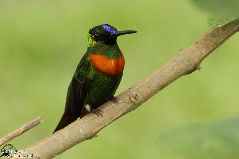 Gould's Jewelfront male adult, identification