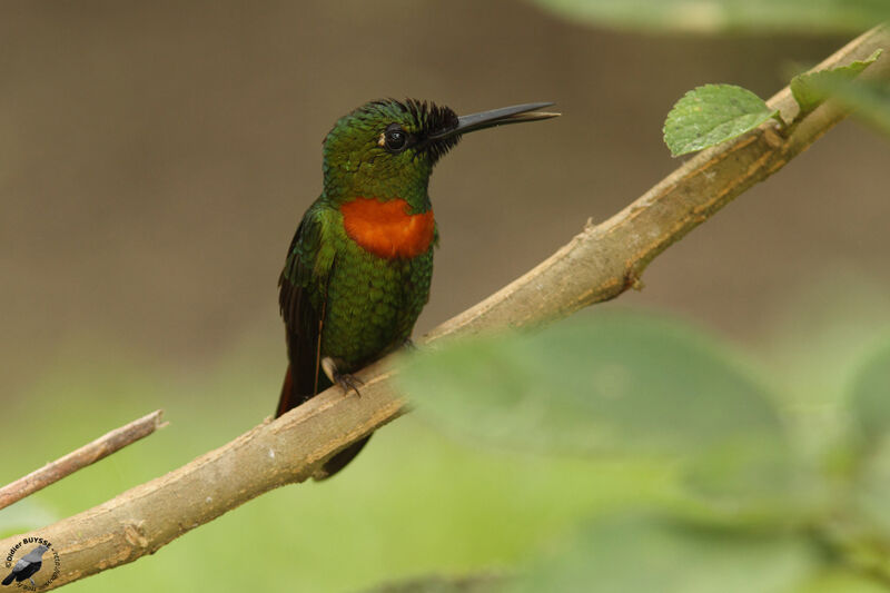 Gould's Jewelfront male adult, identification