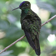 Violet-fronted Brilliant