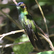 Violet-fronted Brilliant