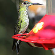 Violet-fronted Brilliant