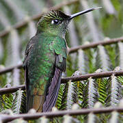 Violet-fronted Brilliant