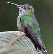 Violet-fronted Brilliant