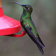 Violet-fronted Brilliant