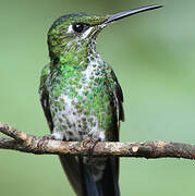 Green-crowned Brilliant