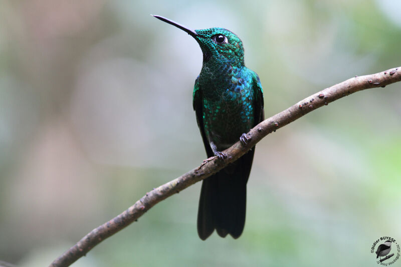 Green-crowned Brilliant male adult, identification