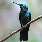 Green-crowned Brilliant