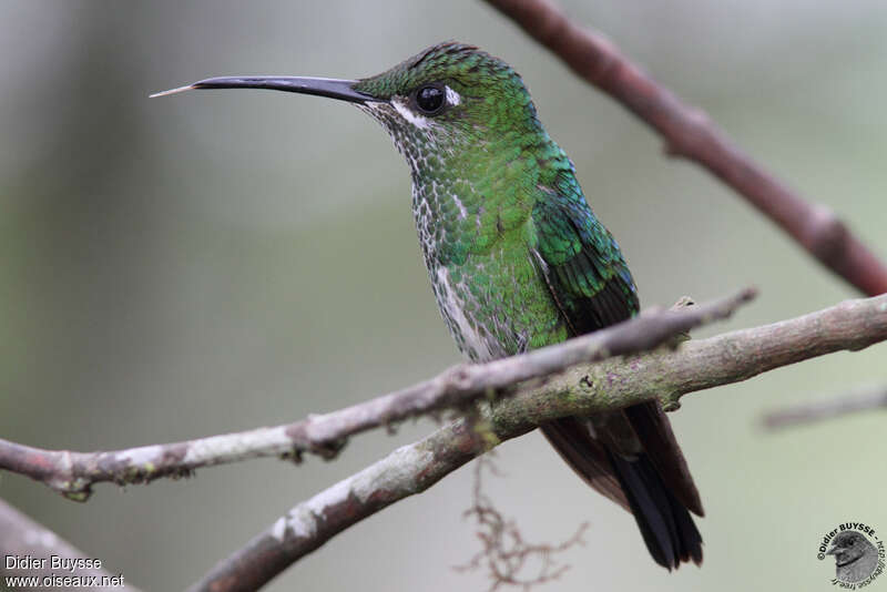 Green-crowned Brilliant female adult, identification