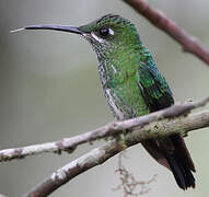 Green-crowned Brilliant