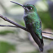 Green-crowned Brilliant