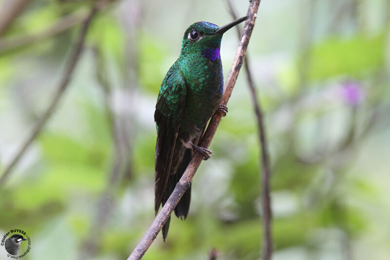 Green-crowned Brilliant male adult, identification