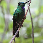 Green-crowned Brilliant